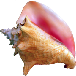 Conch_shell_2111