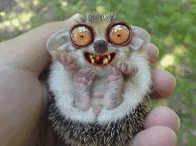 hedgehoganim_yapfiles.ru