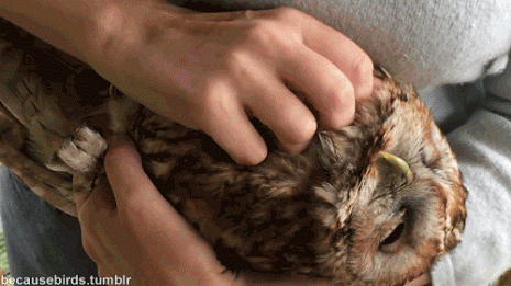 Pocheshi-sove-puziko