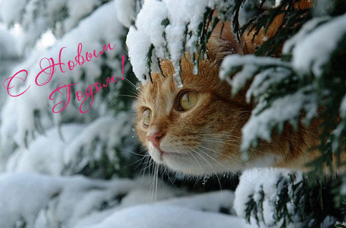 В СНЕГУ С 2013