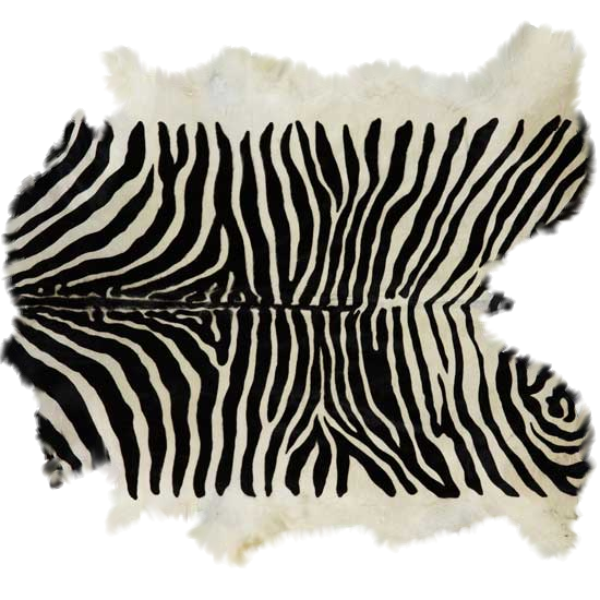 zebra11