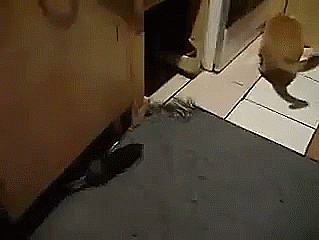 gif-живность-кот-крыса-1784849