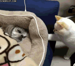 отдай ему все