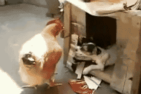 Собака-соблазняка