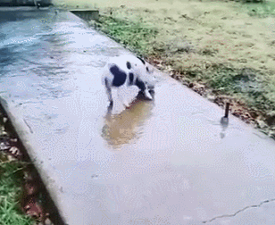 -гифки-живность-1787040