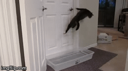 gifs_14