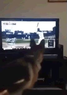 собака и тв