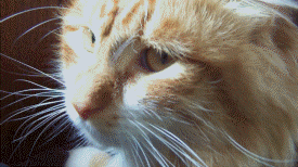 tumblr_nh7oxzNP101s9y3qio4_r1_400
