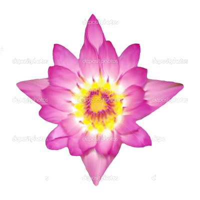 lotus-flower1