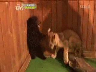 медвежонок и львёнок