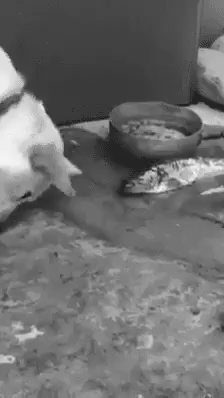 gifs_15