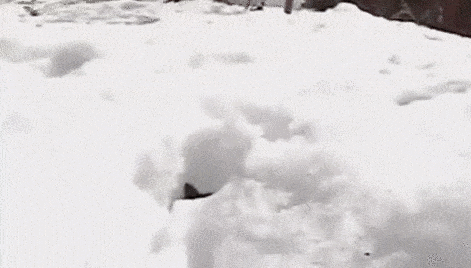 gifs_14