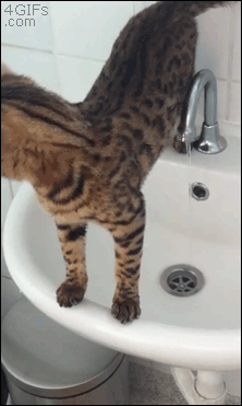 vk_com_gif_fak