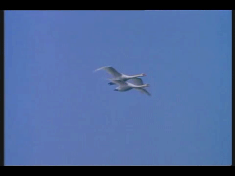 пара лебедейе.