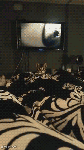 tumblr_nj1c7hqG5S1tksoy2o1_400
