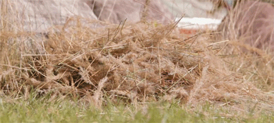 tumblr_ncqmwkO1Ng1r3gb3zo2_400