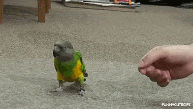Parrot-gif-1