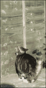 tumblr_niw7dvDcCY1tyncywo1_250