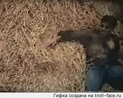 troll-face.ru_d13693