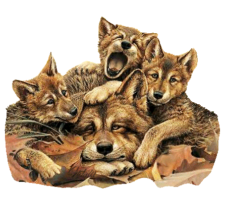 1223222397_gifs_animaux