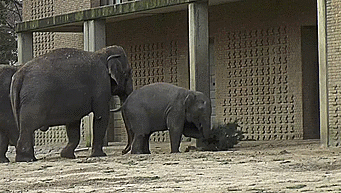 gifs_22