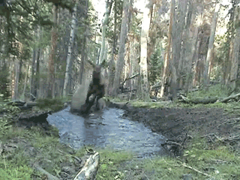 Fungif_15
