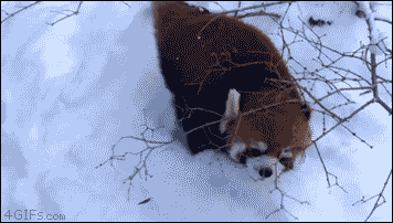tumblr_nk53wbNQrS1tlb56zo1_400