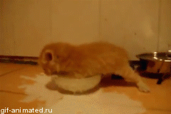 котенок
