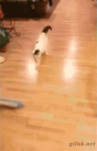 gifs_020