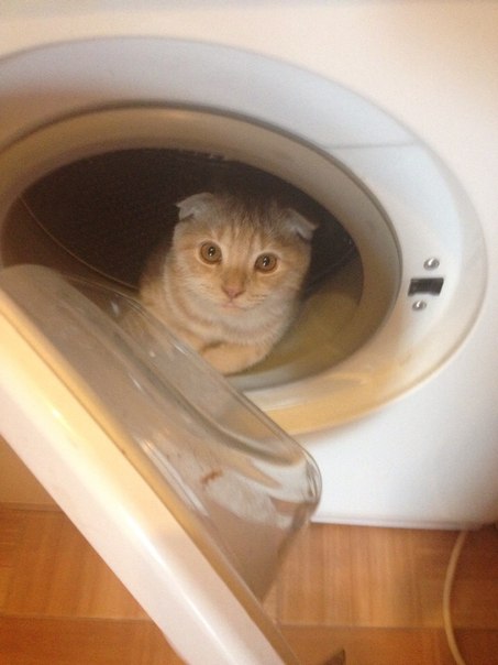 КотПерсик