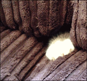 Cat-head-couch