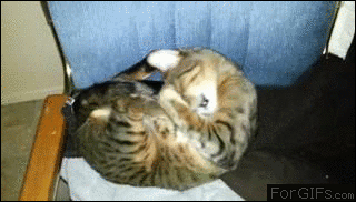 Cat-yawn-foot-swallow