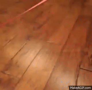 Cat_has_a_walk