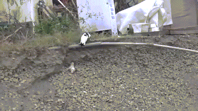 gif-живность-кошка-1979940