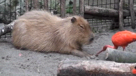 симулянт
