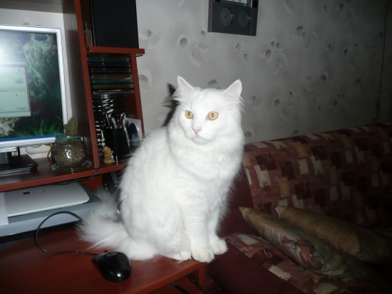 Санта