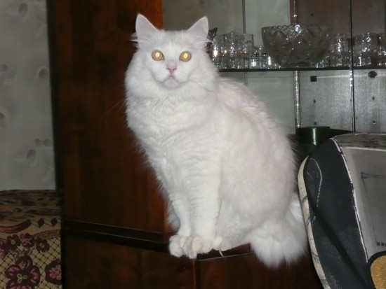 Санта