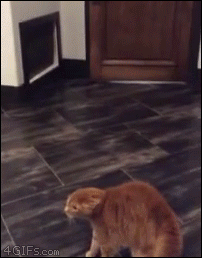 1428038969_gifs_02