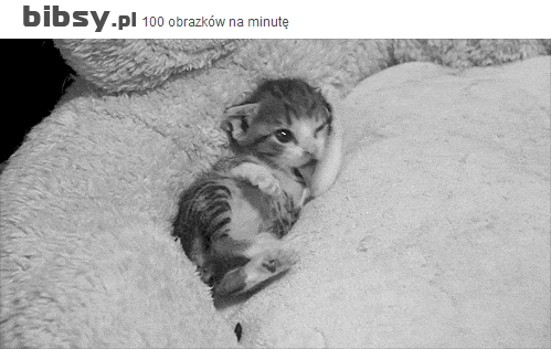 bibsy-pl