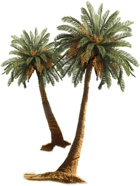 palm