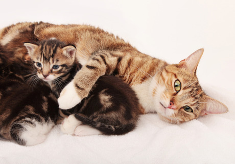 cats-kittens-mothers-day