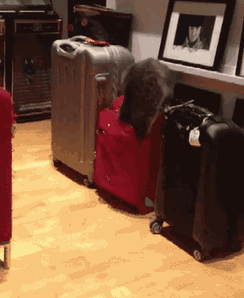 Котэ бортпроводника