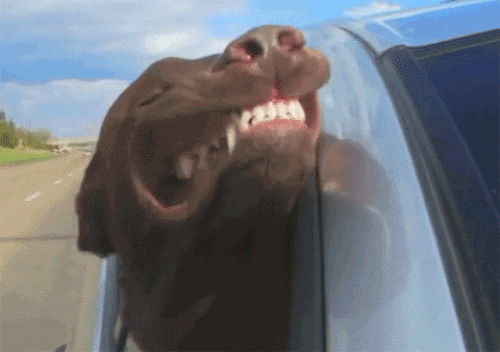 1429145206_gifs_10