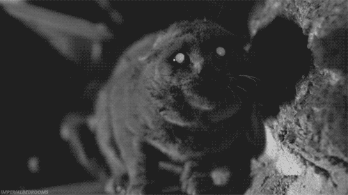 1429066160_gifs_23