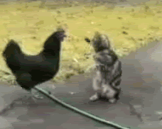 1428628770_gifs_07