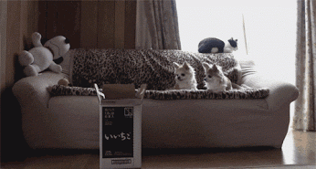 1428628784_gifs_17