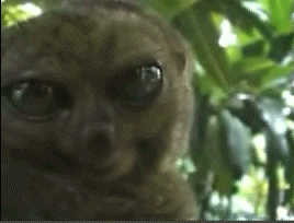_lemura_yapfiles.ru