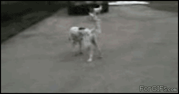 gifs_02y