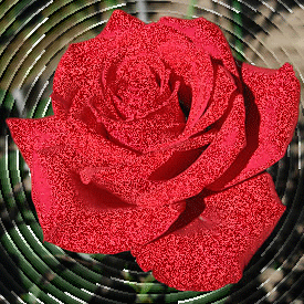 роза