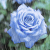bluerose
